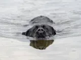 dog swimming on a beach